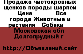 Продажа чистокровных щенков породы шарпей › Цена ­ 8 000 - Все города Животные и растения » Собаки   . Московская обл.,Долгопрудный г.